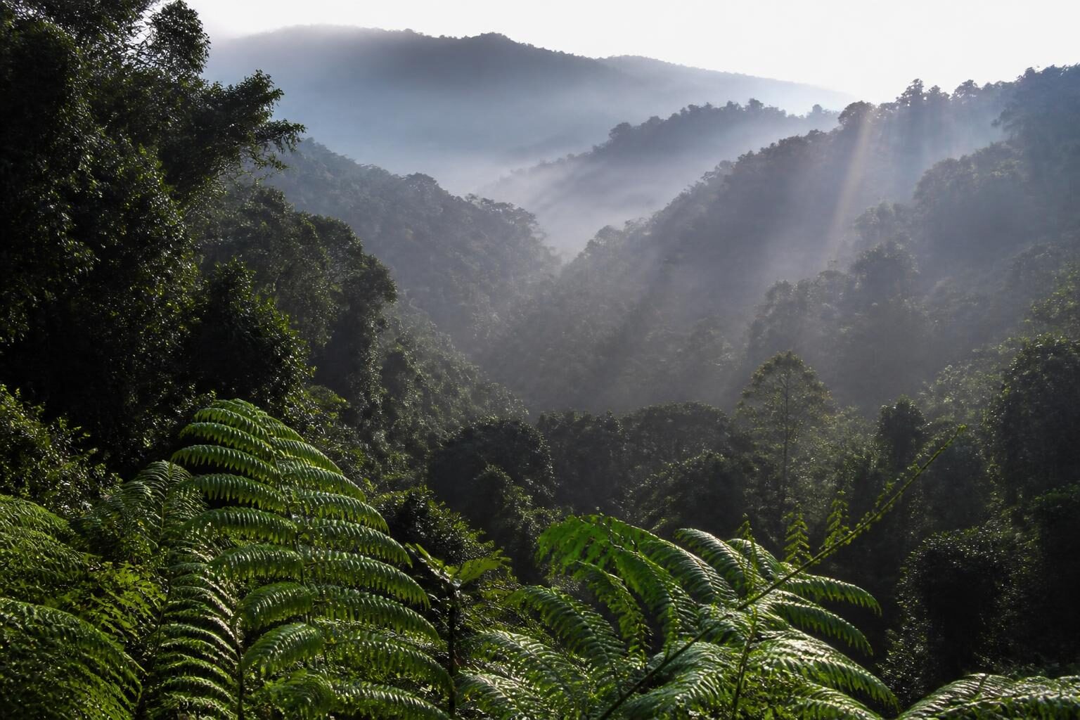 Bwindi