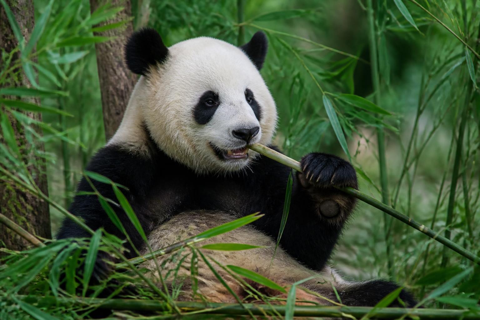Chengdu