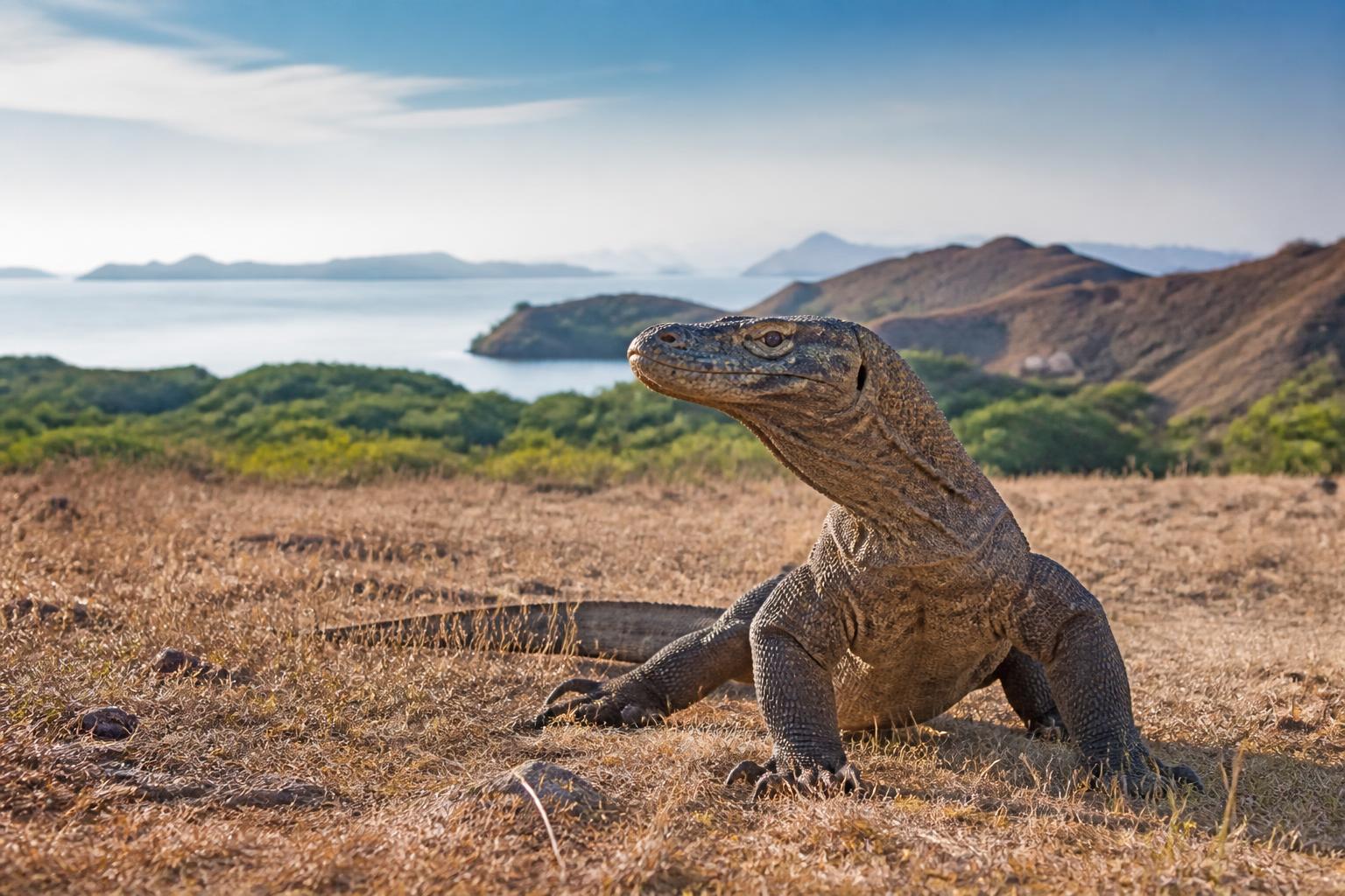 Komodo